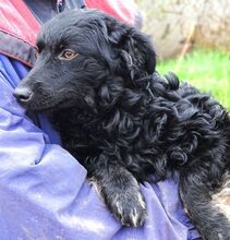 MARY, Hund, Mischlingshund in Helmbrechts - Bild 20