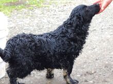 MARY, Hund, Mischlingshund in Helmbrechts - Bild 21