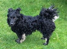 MARY, Hund, Mischlingshund in Helmbrechts - Bild 3