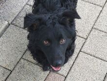 MARY, Hund, Mischlingshund in Helmbrechts - Bild 4