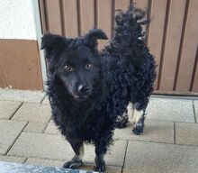 MARY, Hund, Mischlingshund in Helmbrechts - Bild 5