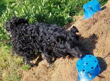 MARY, Hund, Mischlingshund in Helmbrechts - Bild 7