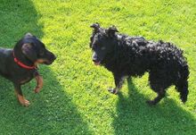 MARY, Hund, Mischlingshund in Helmbrechts - Bild 8