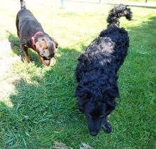 MARY, Hund, Mischlingshund in Helmbrechts - Bild 9