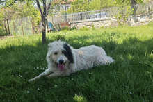 RIKA, Hund, Mischlingshund in Bulgarien - Bild 7