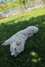 RIKA, Hund, Mischlingshund in Bulgarien - Bild 8
