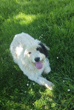 RIKA, Hund, Mischlingshund in Bulgarien - Bild 9