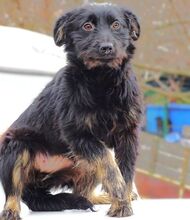 MONA, Hund, Mischlingshund in Kulmbach - Bild 10