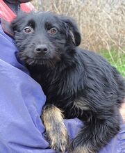 MONA, Hund, Mischlingshund in Kulmbach - Bild 11