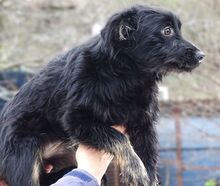 MONA, Hund, Mischlingshund in Kulmbach - Bild 12