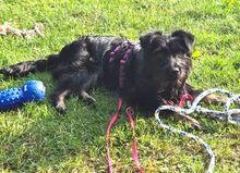 MONA, Hund, Mischlingshund in Kulmbach - Bild 2