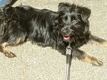 MONA, Hund, Mischlingshund in Kulmbach - Bild 3