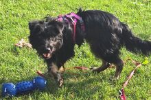 MONA, Hund, Mischlingshund in Kulmbach - Bild 4