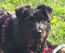 MONA, Hund, Mischlingshund in Kulmbach - Bild 6