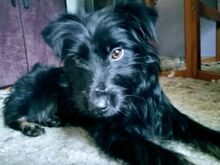 MONA, Hund, Mischlingshund in Kulmbach - Bild 7