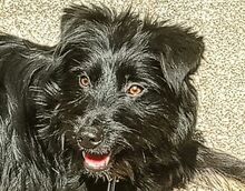 MONA, Hund, Mischlingshund in Kulmbach - Bild 8