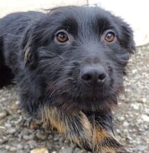 MONA, Hund, Mischlingshund in Kulmbach - Bild 9
