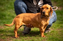 KATERI, Hund, Mischlingshund in Ungarn - Bild 20