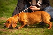 KATERI, Hund, Mischlingshund in Ungarn - Bild 21