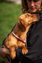 KATERI, Hund, Mischlingshund in Ungarn - Bild 22
