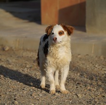 EDDY, Hund, Mischlingshund in Spanien - Bild 10