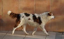 EDDY, Hund, Mischlingshund in Spanien - Bild 11