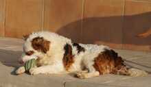 EDDY, Hund, Mischlingshund in Spanien - Bild 12
