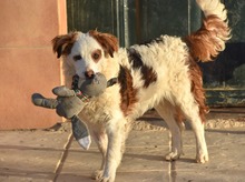 EDDY, Hund, Mischlingshund in Spanien - Bild 13