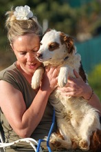 EDDY, Hund, Mischlingshund in Spanien - Bild 9