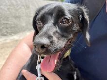 CIPOLLINA, Hund, Mischlingshund in Nordkirchen