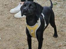 CIPOLLINA, Hund, Mischlingshund in Nordkirchen - Bild 12