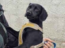 CIPOLLINA, Hund, Mischlingshund in Nordkirchen - Bild 13