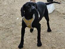 CIPOLLINA, Hund, Mischlingshund in Nordkirchen - Bild 14