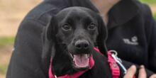 CIPOLLINA, Hund, Mischlingshund in Nordkirchen - Bild 15