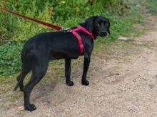 CIPOLLINA, Hund, Mischlingshund in Nordkirchen - Bild 17