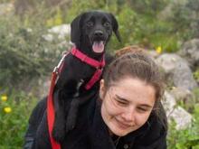 CIPOLLINA, Hund, Mischlingshund in Nordkirchen - Bild 18