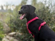 CIPOLLINA, Hund, Mischlingshund in Nordkirchen - Bild 19