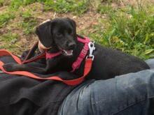 CIPOLLINA, Hund, Mischlingshund in Nordkirchen - Bild 20