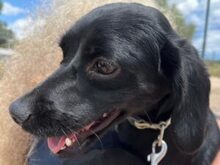 CIPOLLINA, Hund, Mischlingshund in Nordkirchen - Bild 7