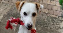 PREZZEMOLINA, Hund, Mischlingshund in Ehrenkirchen - Bild 1