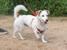 PREZZEMOLINA, Hund, Mischlingshund in Ehrenkirchen - Bild 12
