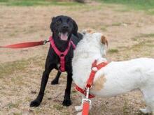 PREZZEMOLINA, Hund, Mischlingshund in Ehrenkirchen - Bild 13