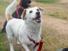 PREZZEMOLINA, Hund, Mischlingshund in Ehrenkirchen - Bild 14