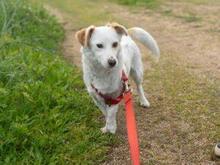 PREZZEMOLINA, Hund, Mischlingshund in Ehrenkirchen - Bild 15