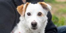 PREZZEMOLINA, Hund, Mischlingshund in Ehrenkirchen - Bild 16