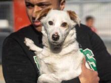 PREZZEMOLINA, Hund, Mischlingshund in Ehrenkirchen - Bild 17