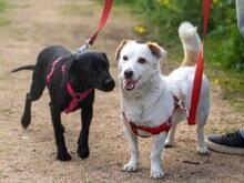 PREZZEMOLINA, Hund, Mischlingshund in Ehrenkirchen - Bild 18