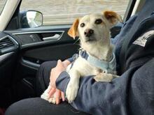PREZZEMOLINA, Hund, Mischlingshund in Ehrenkirchen - Bild 2
