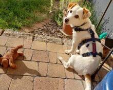PREZZEMOLINA, Hund, Mischlingshund in Ehrenkirchen - Bild 3