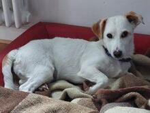 PREZZEMOLINA, Hund, Mischlingshund in Ehrenkirchen - Bild 4